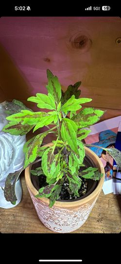 Coleus Plant