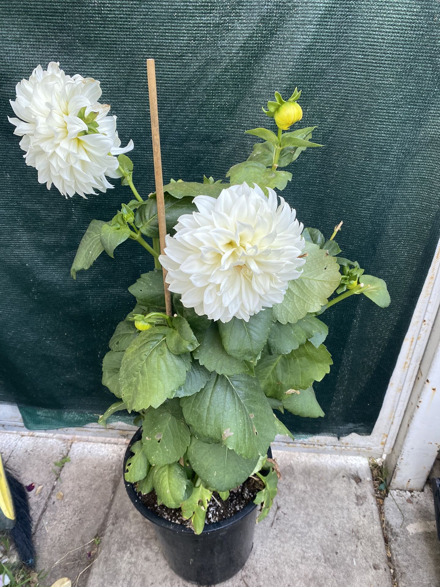 Dhalia Blooming Big Flowers Plant, In 5 Gallons Pot Pick Up Only