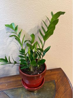 Live Zanzibar Gem ZZ Zamioculcas zamiifolia Plant with Ceramic Pot (Please read full description)