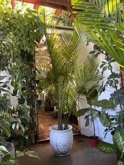 ~6ft XL Majesty Palm; ceramic pot not included; Indoor/outdoor; 95820