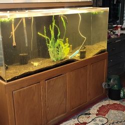 230 Gallon Plexiglass Aquarium