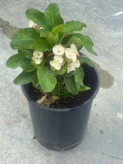 🌸planta Corona de Cristo