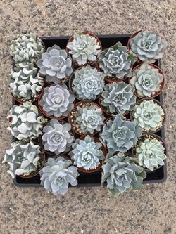 Succulents 4”