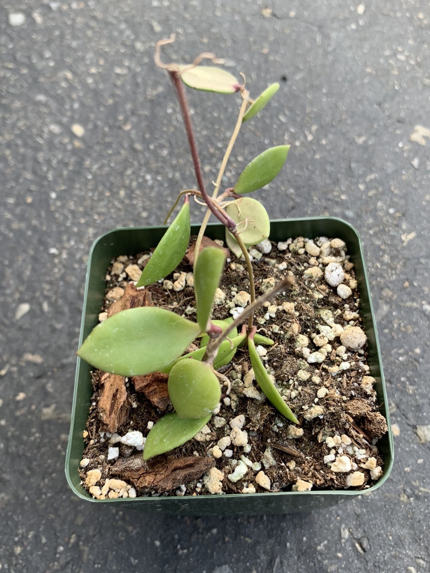 Hoya Pubera
