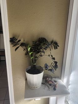 40 Ermosa Planta Por 40