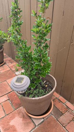 Potted plant $100 obo