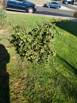 Succulent Plant elephant