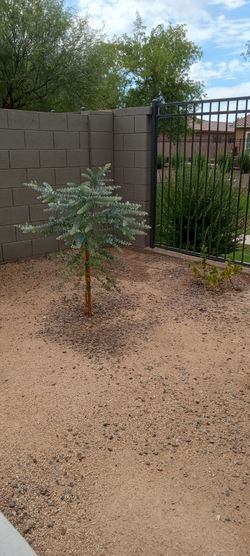 5 Healthy Eucalyptus trees