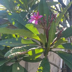 Pink Plumeria Cutting