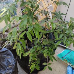 Very Rare Jaboticaba Plant 7 Years Old