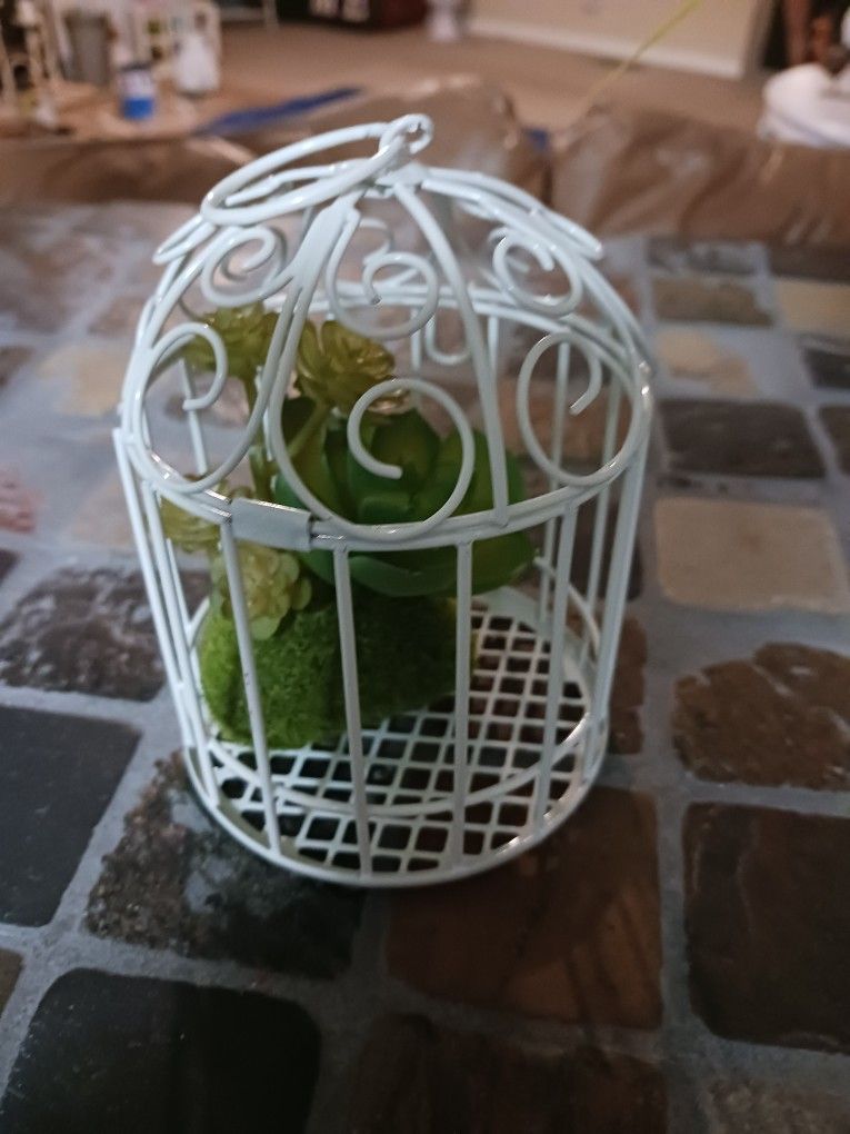 Bird  Cage With Succulent