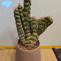 Eulychnia Castanea Cv. Varispirals monstrous