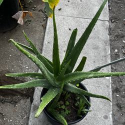 Large Aloe Vera In A Large Plastic Container 