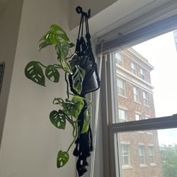 Swiss Cheese Hanging Plant For Sale 