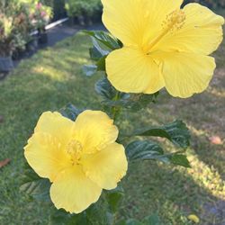HIBISCUS (10” Pot Size) Attractive Flower, Bold & Beautiful 