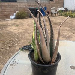 Aloe Vera