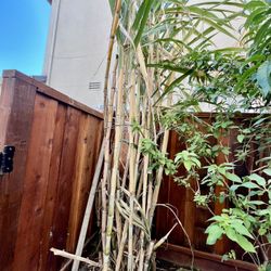 Sugarcane