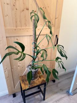 Monstera Burle Marx Flame (pls. read description)