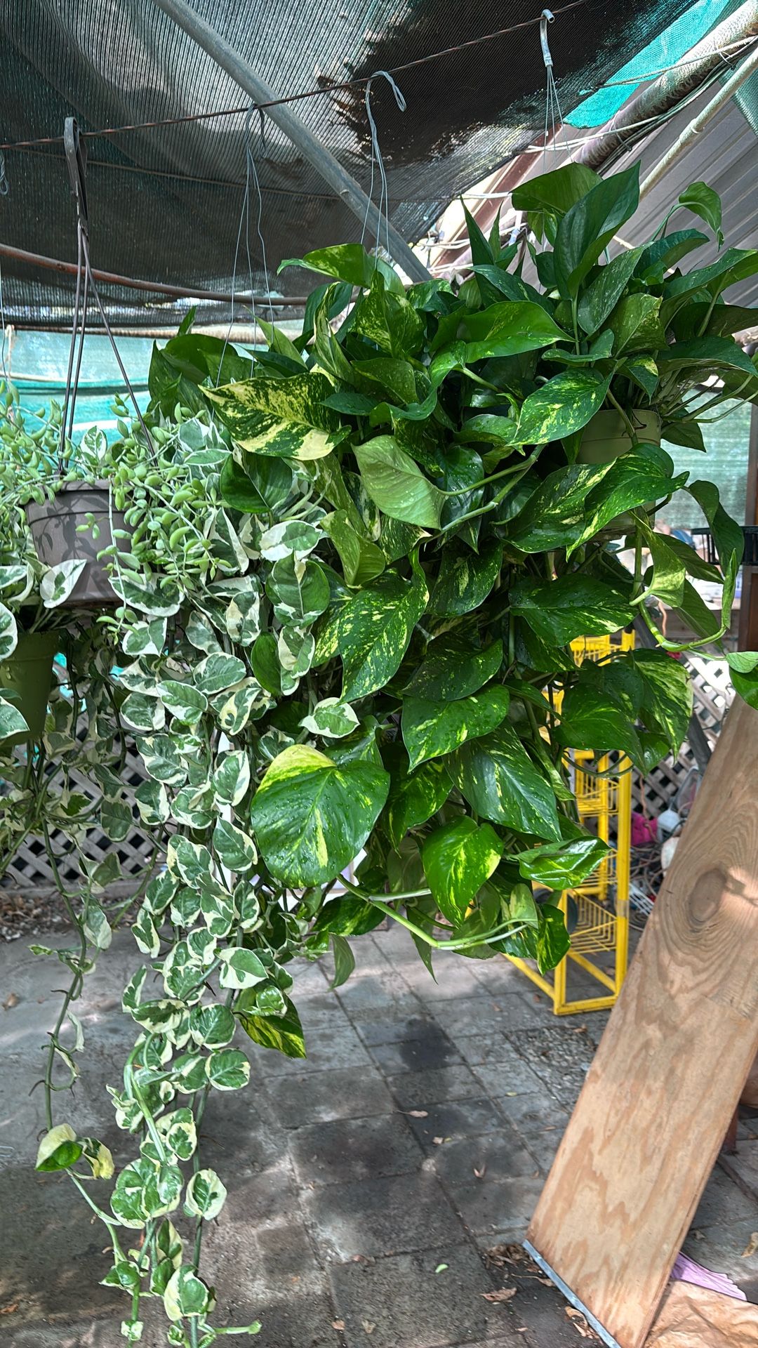 Indore Plants ,