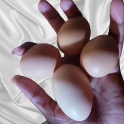 One Dozen farm Fresh Eggs no hormones 