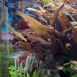 Aquarium Plants For Sale