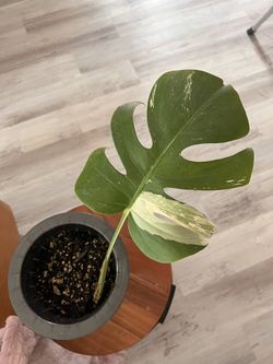 Albo Monstera 
