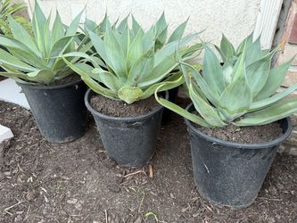 Blue flame agaves