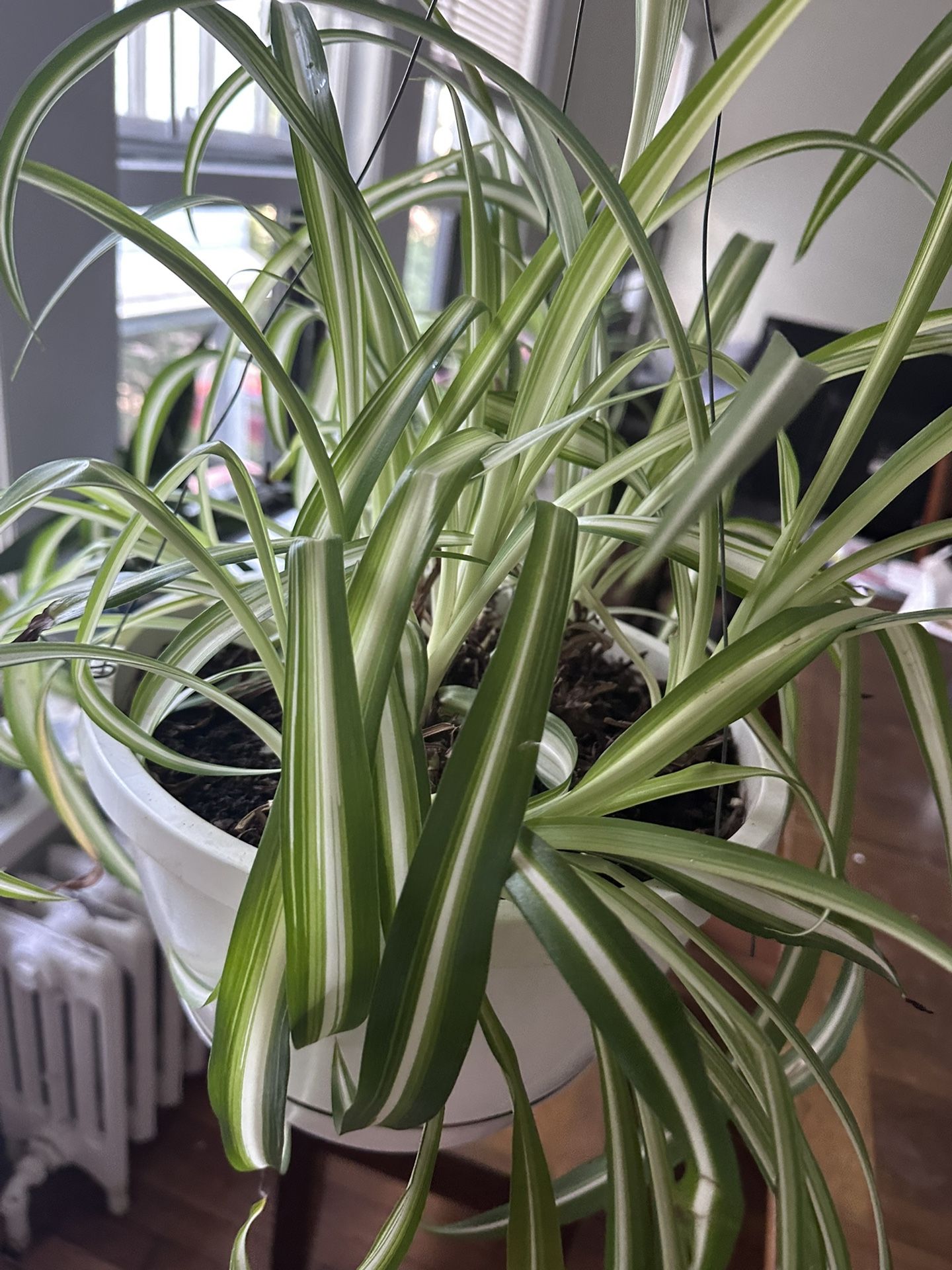 🍀 Stunning Spider Plant