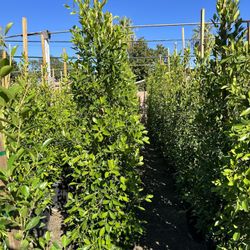 Ficus Nitida Indian Laurel Privacy Hedge