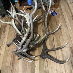 Shed antlers