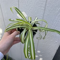 4in Pot Spider Plant 