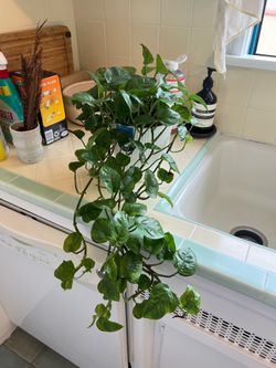 House plant