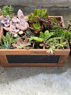 Boxed succulent