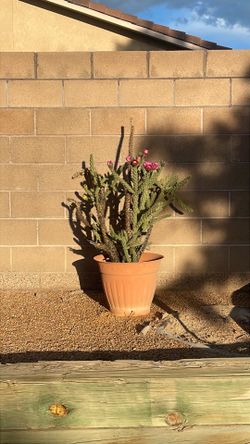 Beautiful Blooming Cactus plant