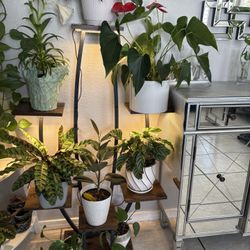 Plant Stand With Grow Lights, It Fits 8 Plants 