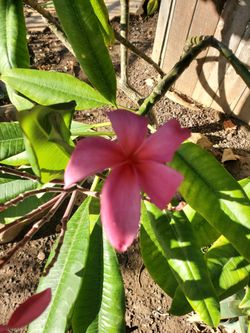 Plumeria Plant