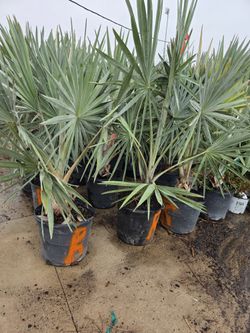 Bismarck 15gallones Palms 