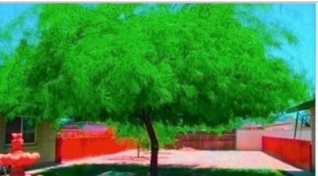 Thornless Chilean Mesquite Trees in 5G 6F The Tall From Ground Up $50 Each Firm Price