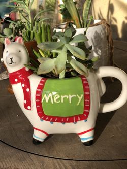 Various Succulents Christmas Snowman Penguin Santa
