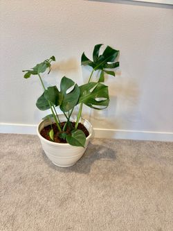 Monstera plant