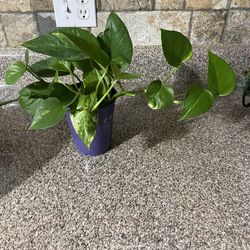 Pothos Planta Natural 