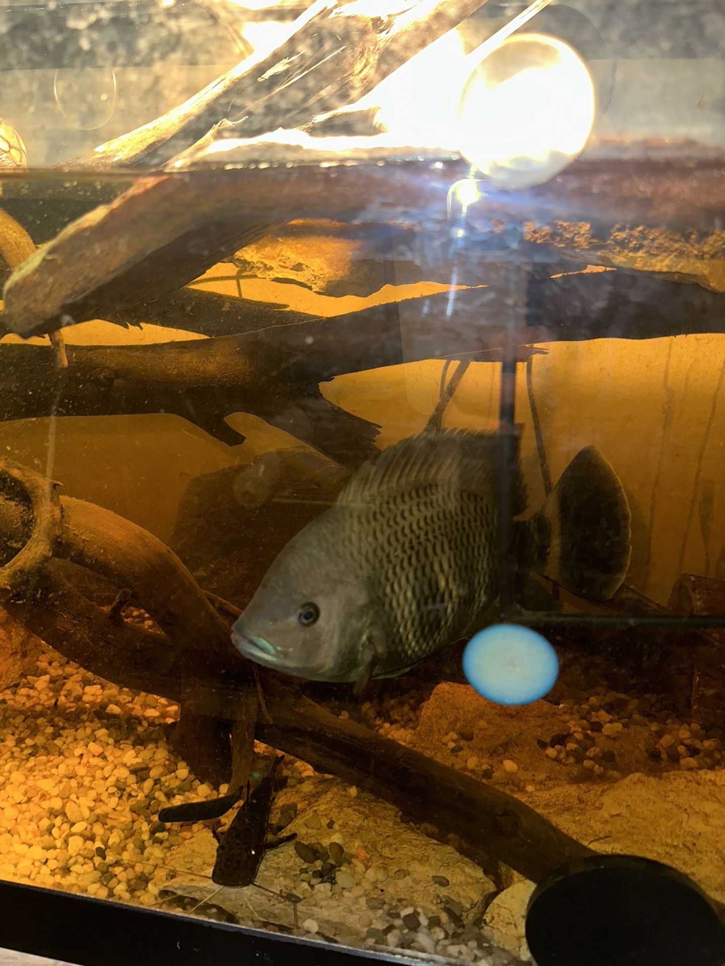 Tilapia Decor