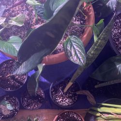 Snake Plant 🪴  Thumbnail