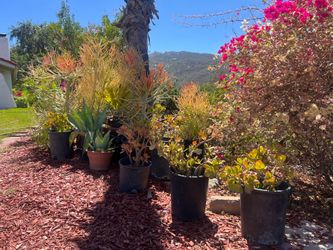 Plants fir sale -$5 to $10