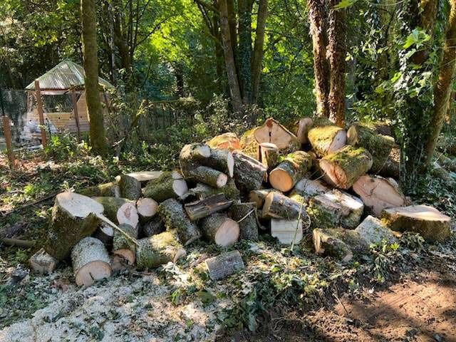 FREE - Maple Rounds For Firewood