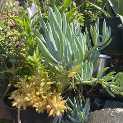 Succulent Plant 