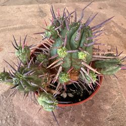 Rare Succulents $3