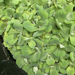 Pond Plants