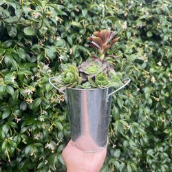 Succulent Arrangement In Tin Pot ! 