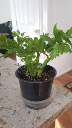 celery plant